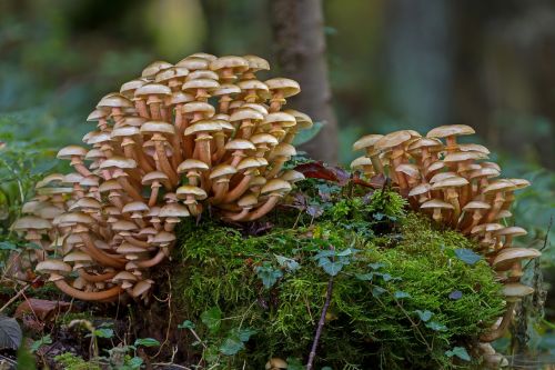 mushroom group mushrooms sponge