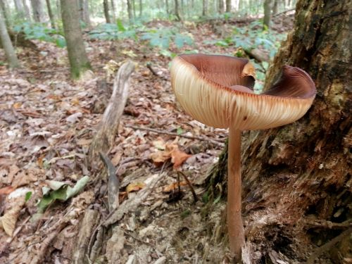 Mushroom In The Forest