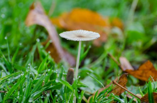 Mushroom In The Grass