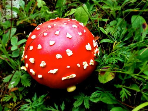 Mushroom On Forest Trail