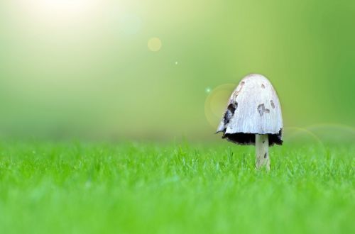 Mushroom On The Grass