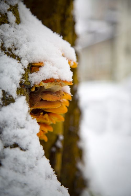 Mushroom On The Tree