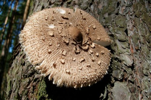 mushroom owl nature autumn