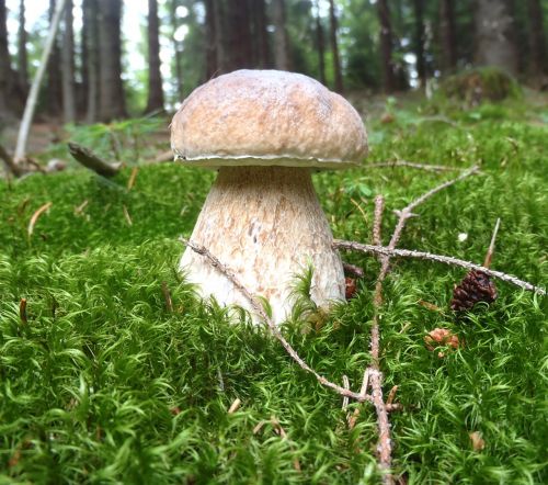 mushroom picking boletus moss