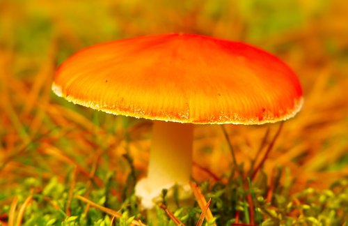 mushroom rdzawobrązowy  mushroom  edible