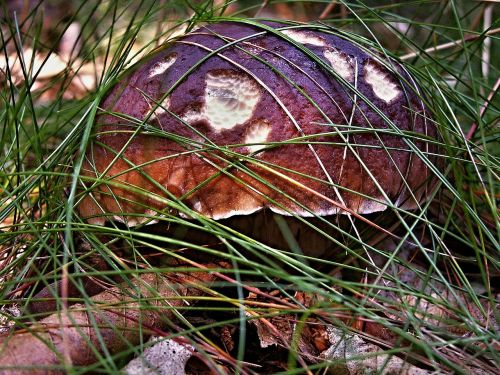 mushroom right oak fungus