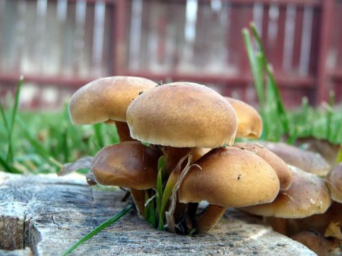 mushroom-toadstool toadstool-mushroom mushrooms