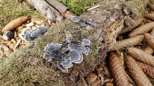 mushrooms ground moss