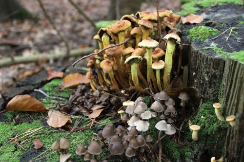 mushrooms forest log