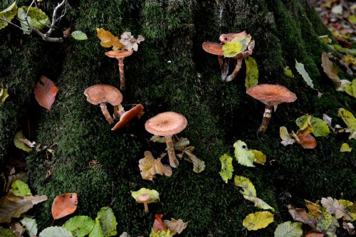 mushrooms moss leaves