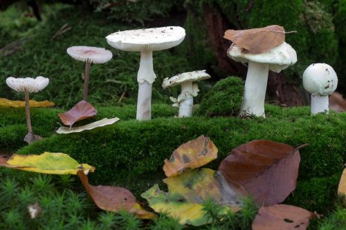 mushrooms forest moss