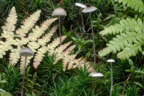mushrooms forest moss