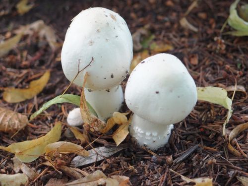 mushrooms summer grebes