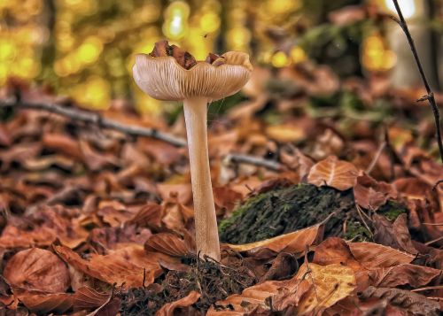 mushrooms forest autumn