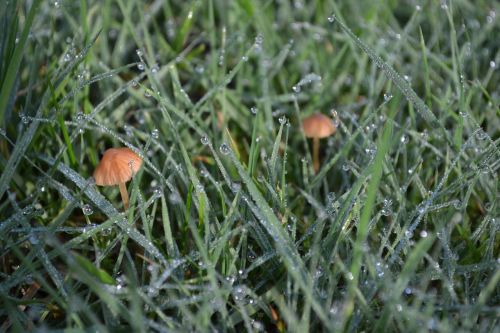 mushrooms fungi autumn