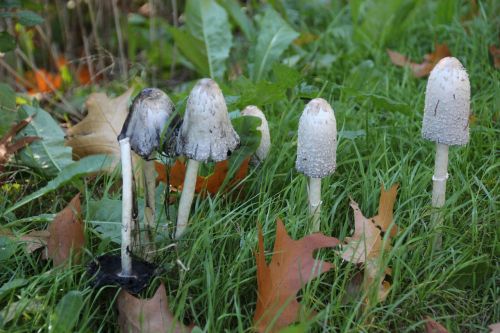 mushrooms coprinus autumn