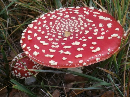 mushrooms toxic matryoshka