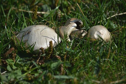 mushrooms nature prairie