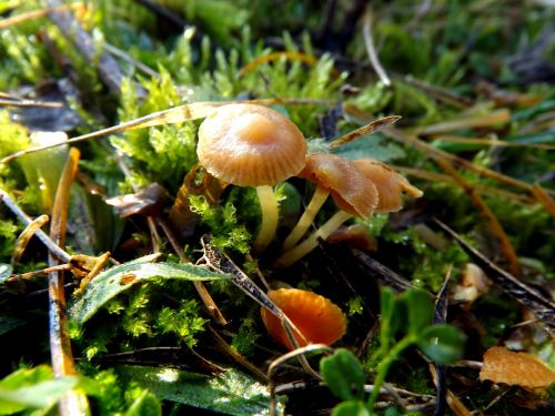 mushrooms moss tiny