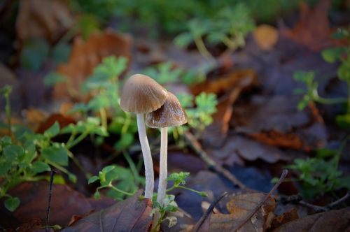 mushrooms forest litter