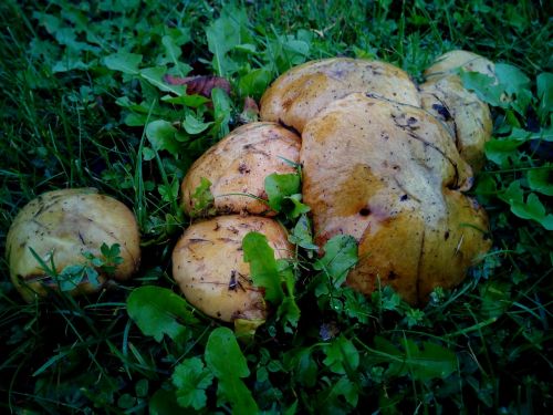mushrooms moisture grass