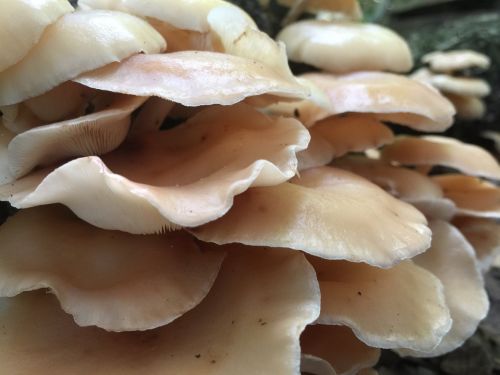 mushrooms fungus fungi