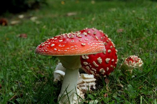 mushrooms wild fungi