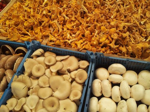 mushrooms market stand