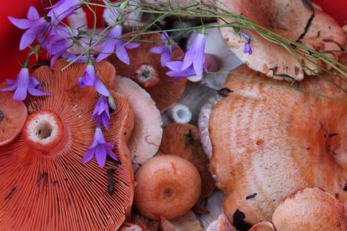 mushrooms saffron milk cap bell