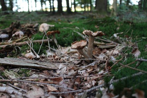 mushrooms leaves forest