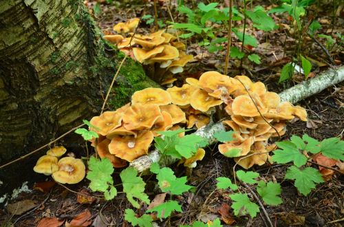 mushrooms woods fungus