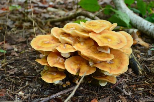mushrooms woods fungus