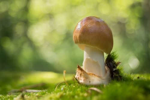 mushrooms nature forest