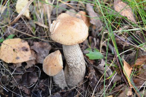 mushrooms rough boletus forest