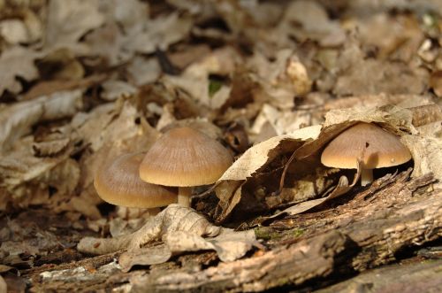 mushrooms psathyrella spadiceo-grisea spring