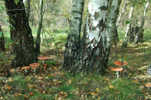 mushrooms amanita muscaria birch forest