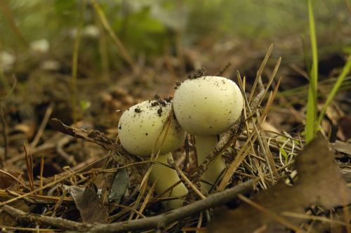 mushrooms agaricus field agaricus arvensis