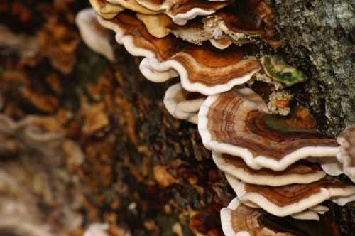 mushrooms colors bark