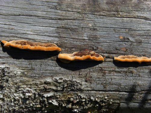 mushrooms trunk fungi