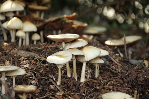 mushrooms fall nature