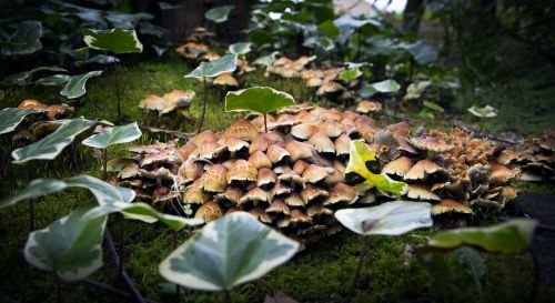 mushrooms forest plant