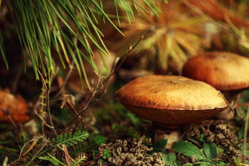 mushrooms maślaki forest