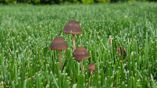 mushrooms fungus brown