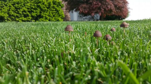 mushrooms grass outdoor