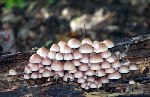 mushrooms forest nature