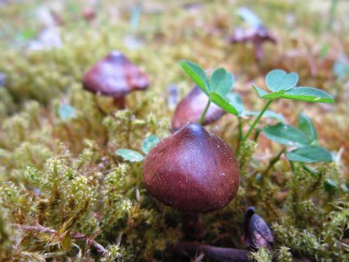 mushrooms small nature