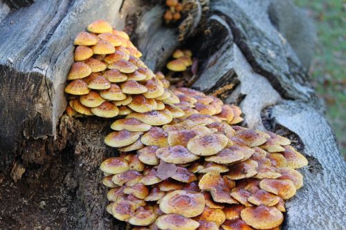 mushrooms nature fungi