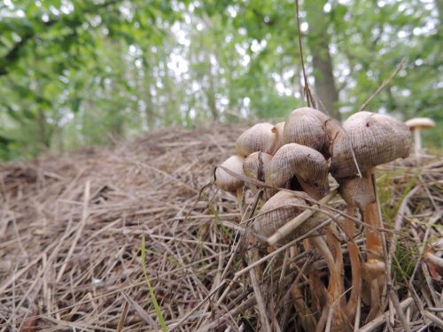 mushrooms nature close-up