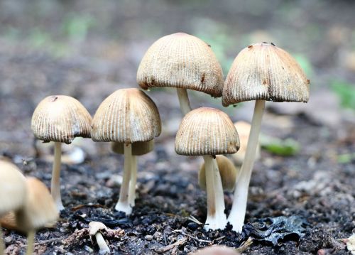 mushrooms toadstool forest