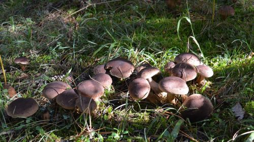 mushrooms nature fungus